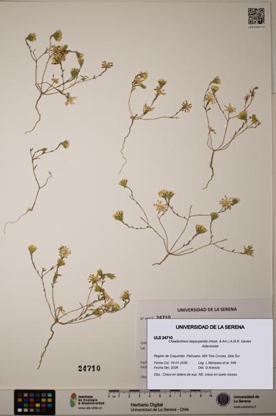 Chaetanthera depauperata [Espécimen: ]