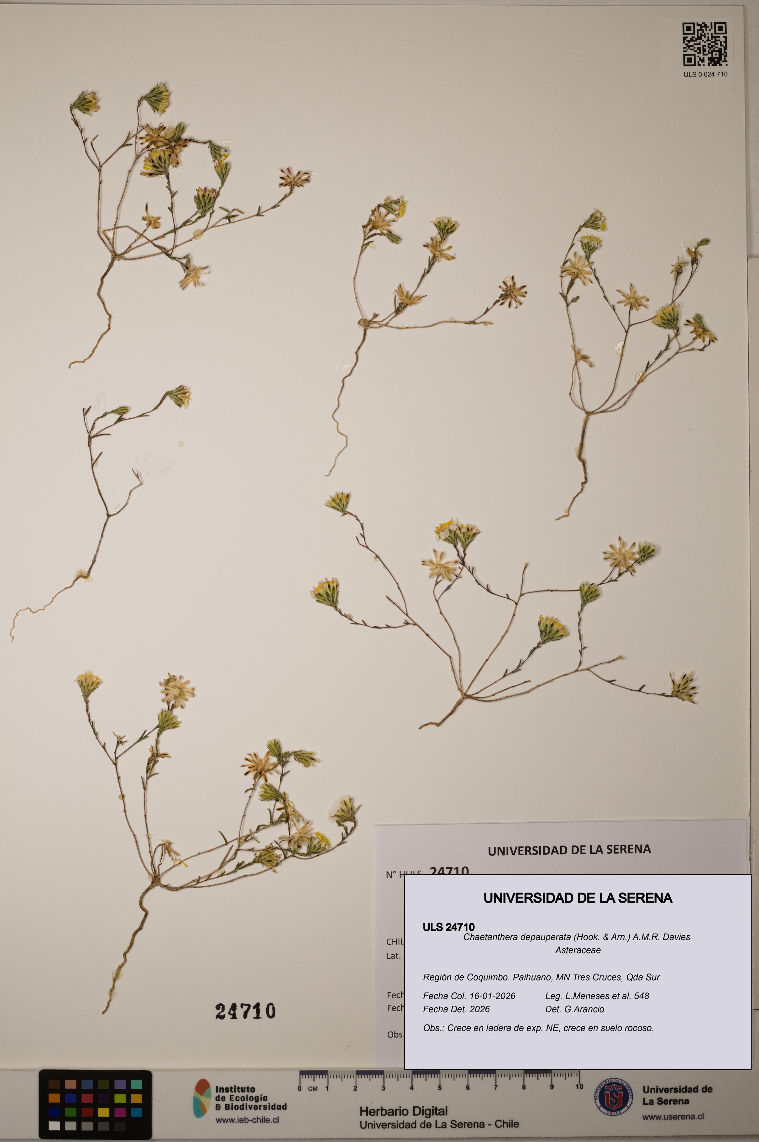 Chaetanthera depauperata [Espécimen: ]