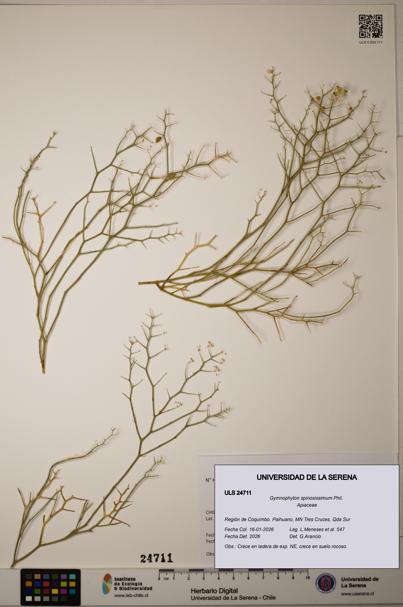 Gymnophyton spinosissimum [Espécimen: ]