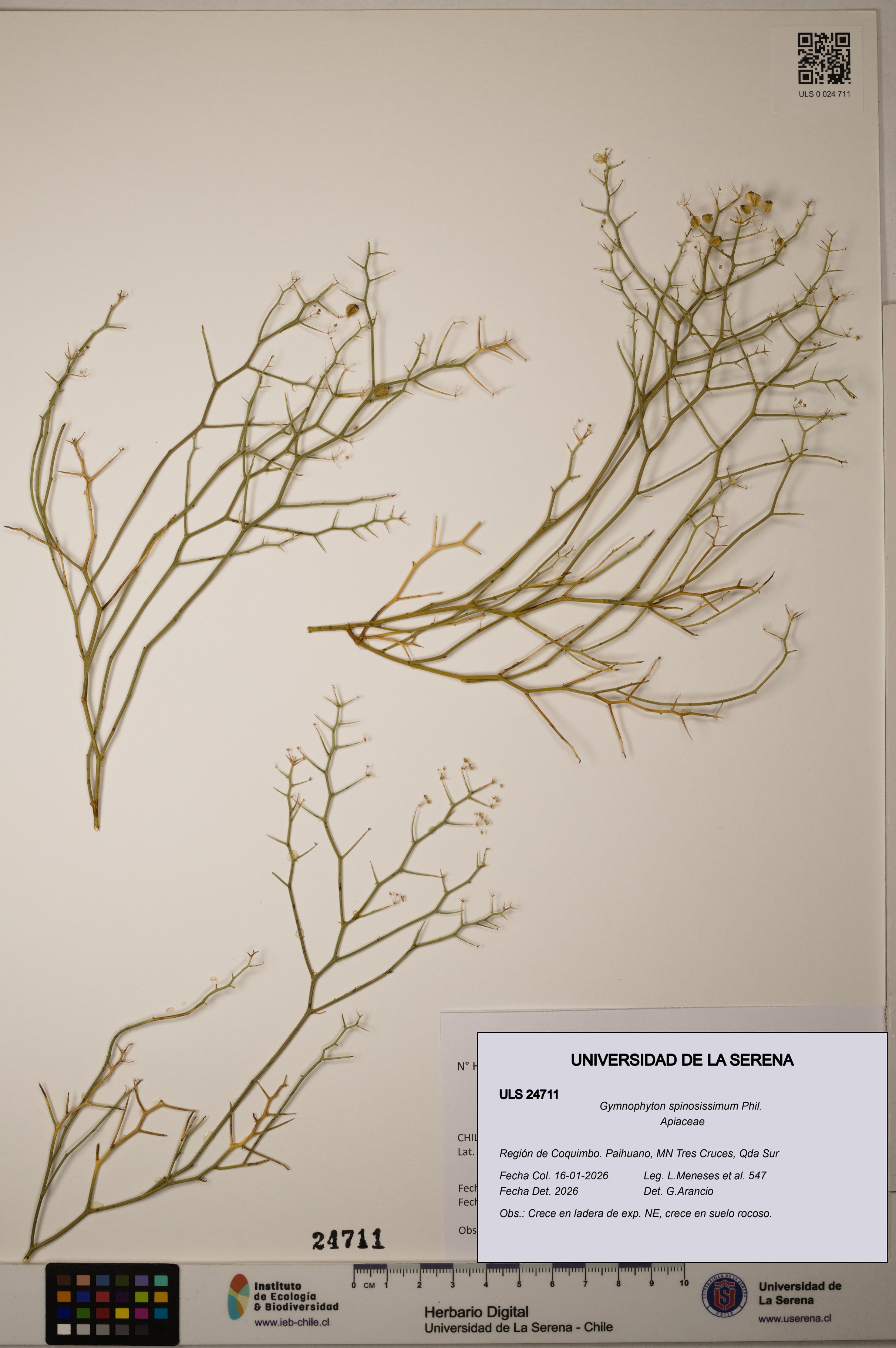Gymnophyton spinosissimum [Espécimen: ]