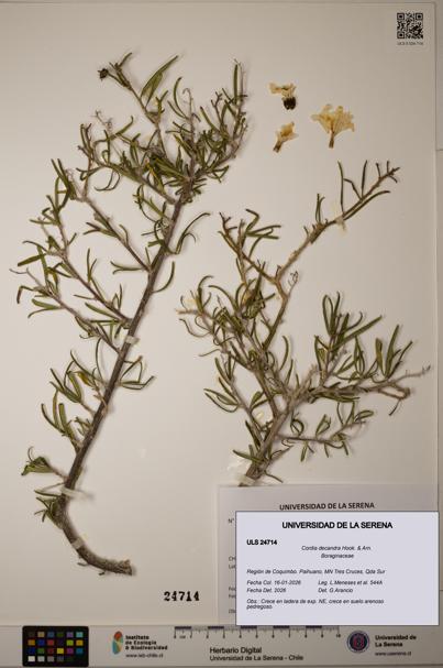 Cordia decandra [Espécimen: ULS:ULS:0024714]