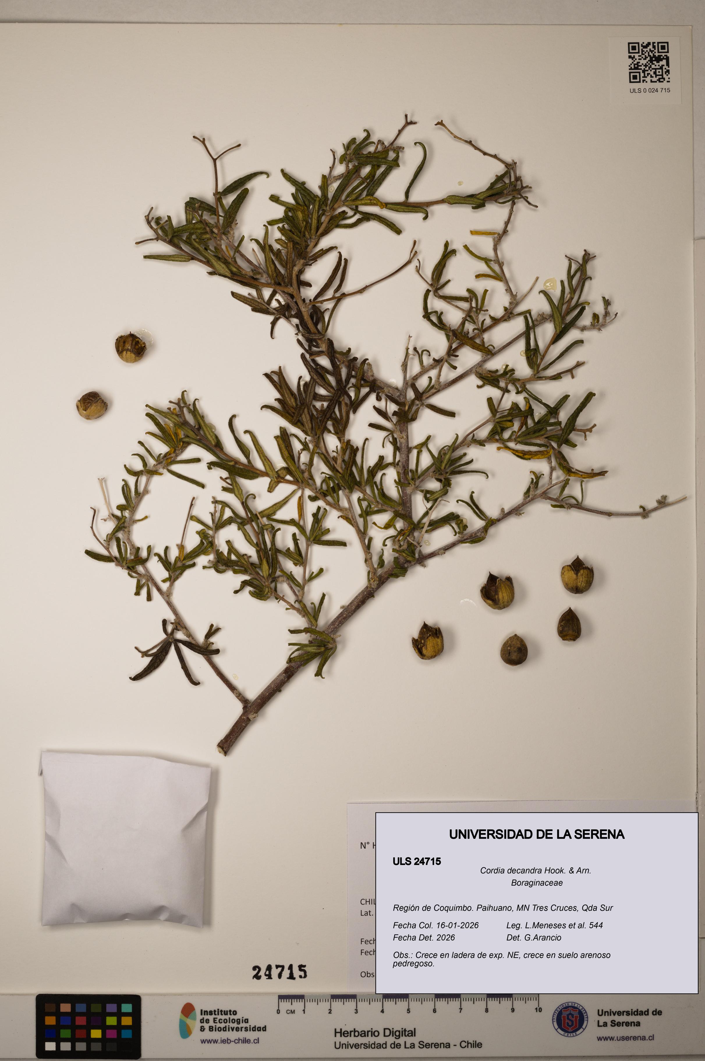 Cordia decandra [Espécimen: ULS:ULS:0024715]