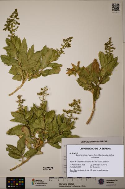 Spinoliva ilicifolia [Espécimen: ]