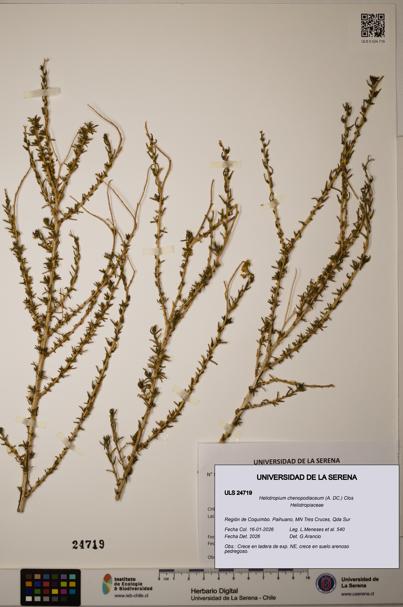 Heliotropium chenopodiaceum [Espécimen: ]