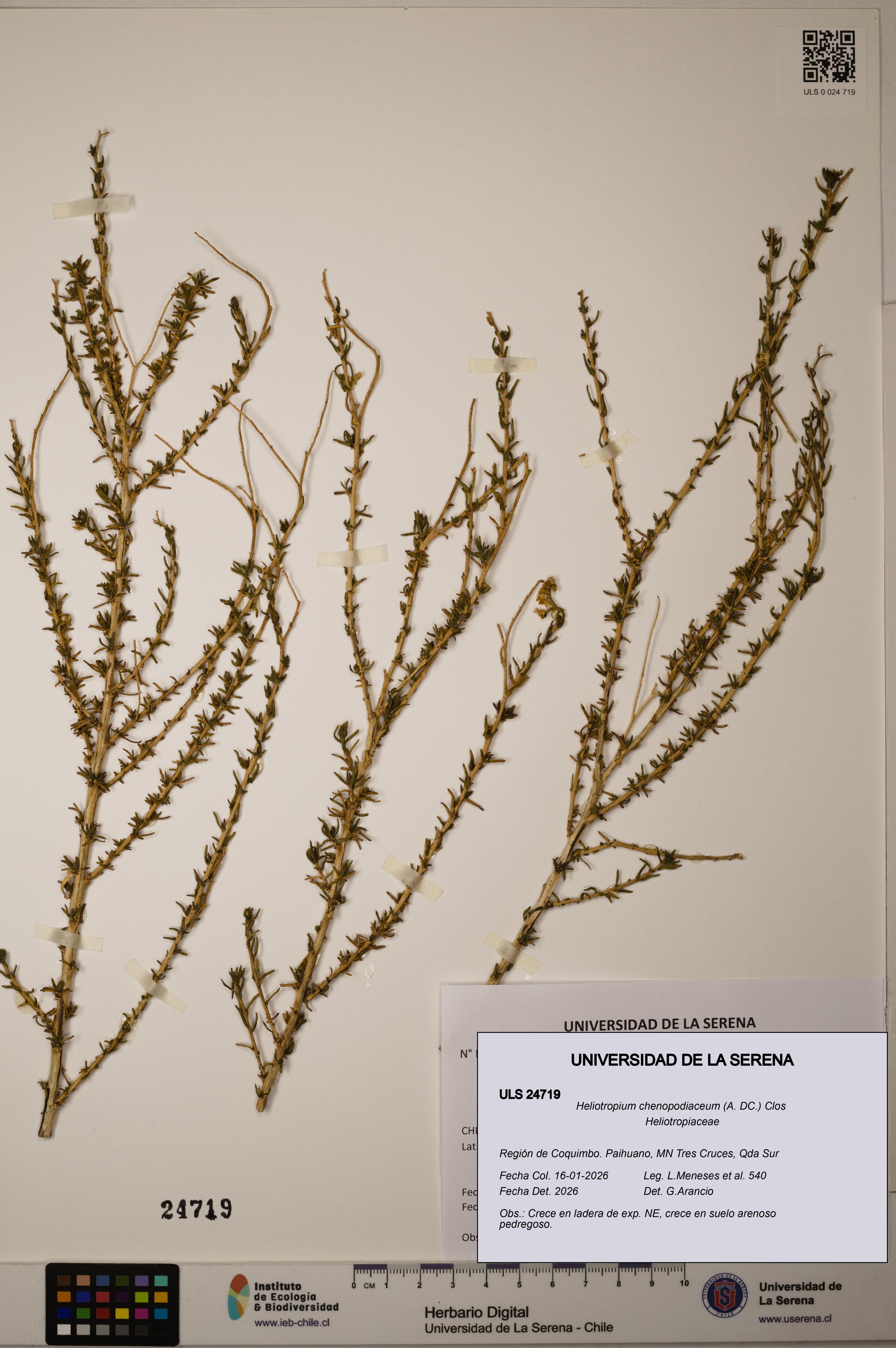 Heliotropium chenopodiaceum [Espécimen: ]