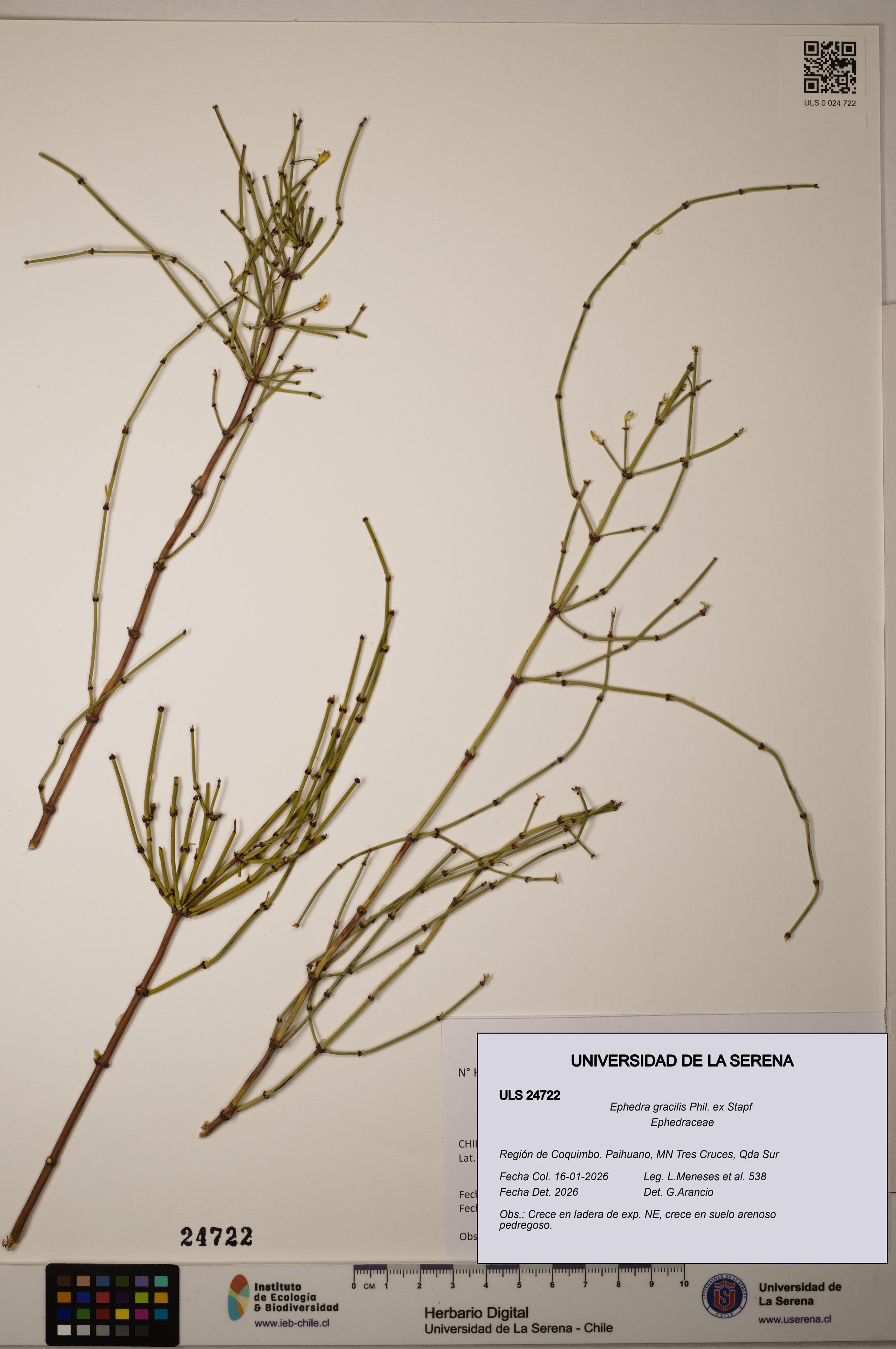 Ephedra gracilis [Espécimen: ]