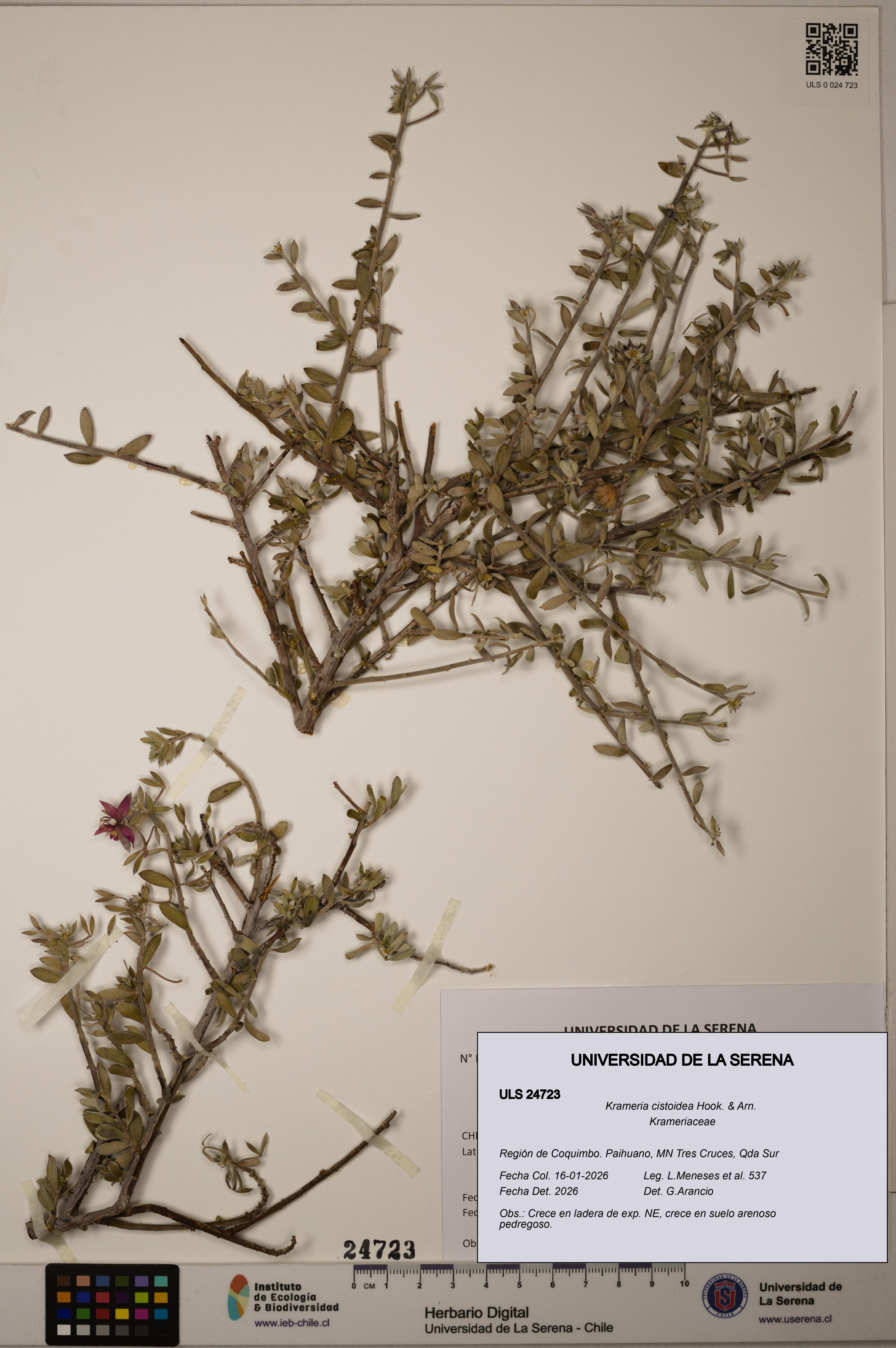 Krameria cistoidea [Espécimen: ]