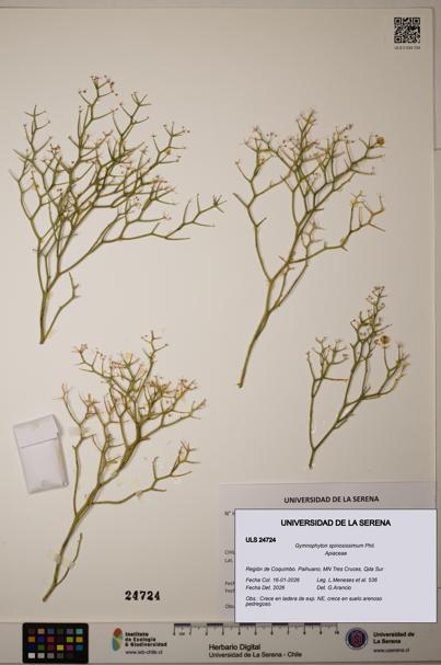 Gymnophyton spinosissimum [Espécimen: ]