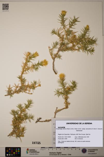 Chuquiraga ulicina [Espécimen: ]