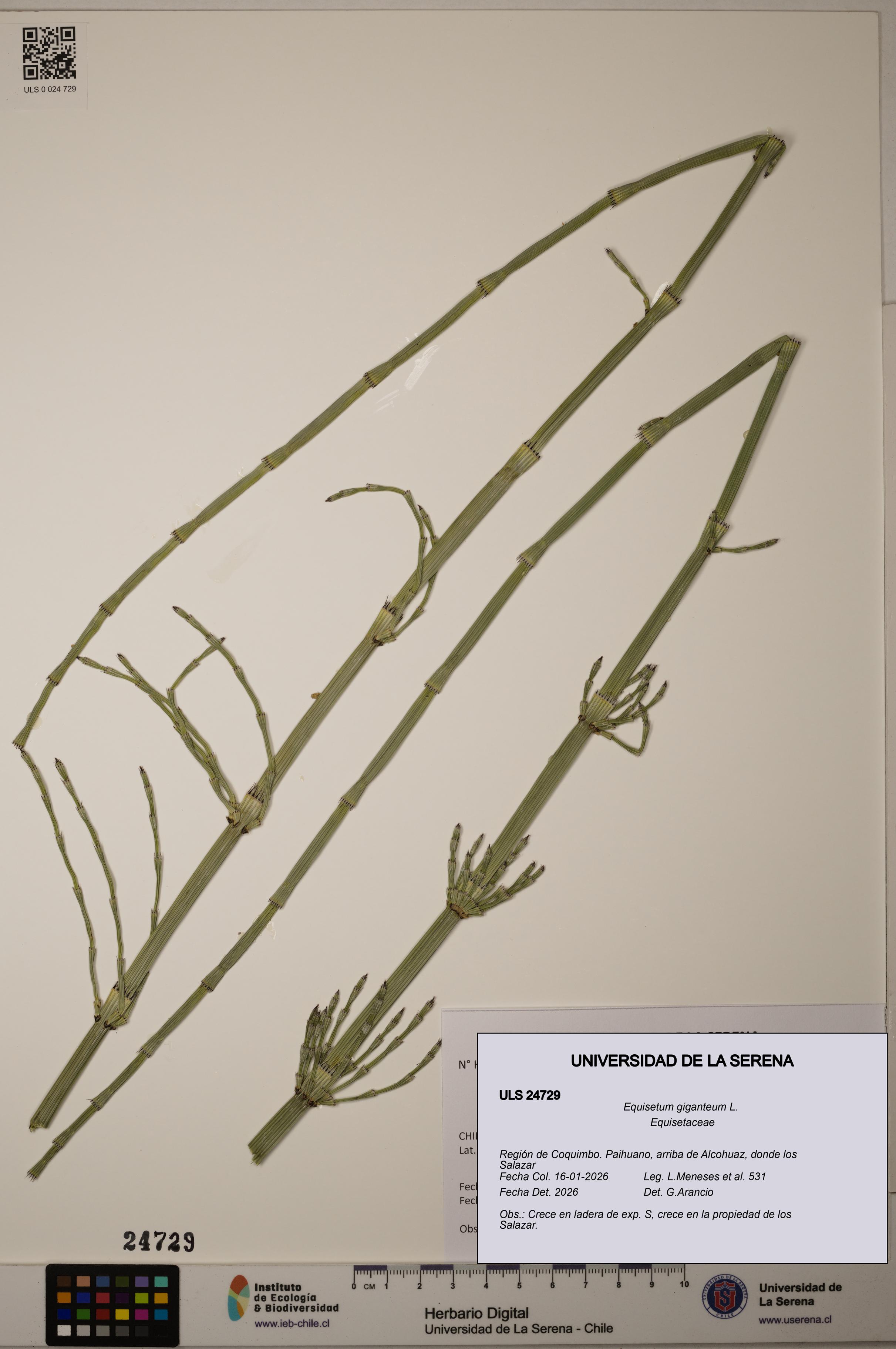 Equisetum giganteum [Espécimen: ULS:ULS:0024729]
