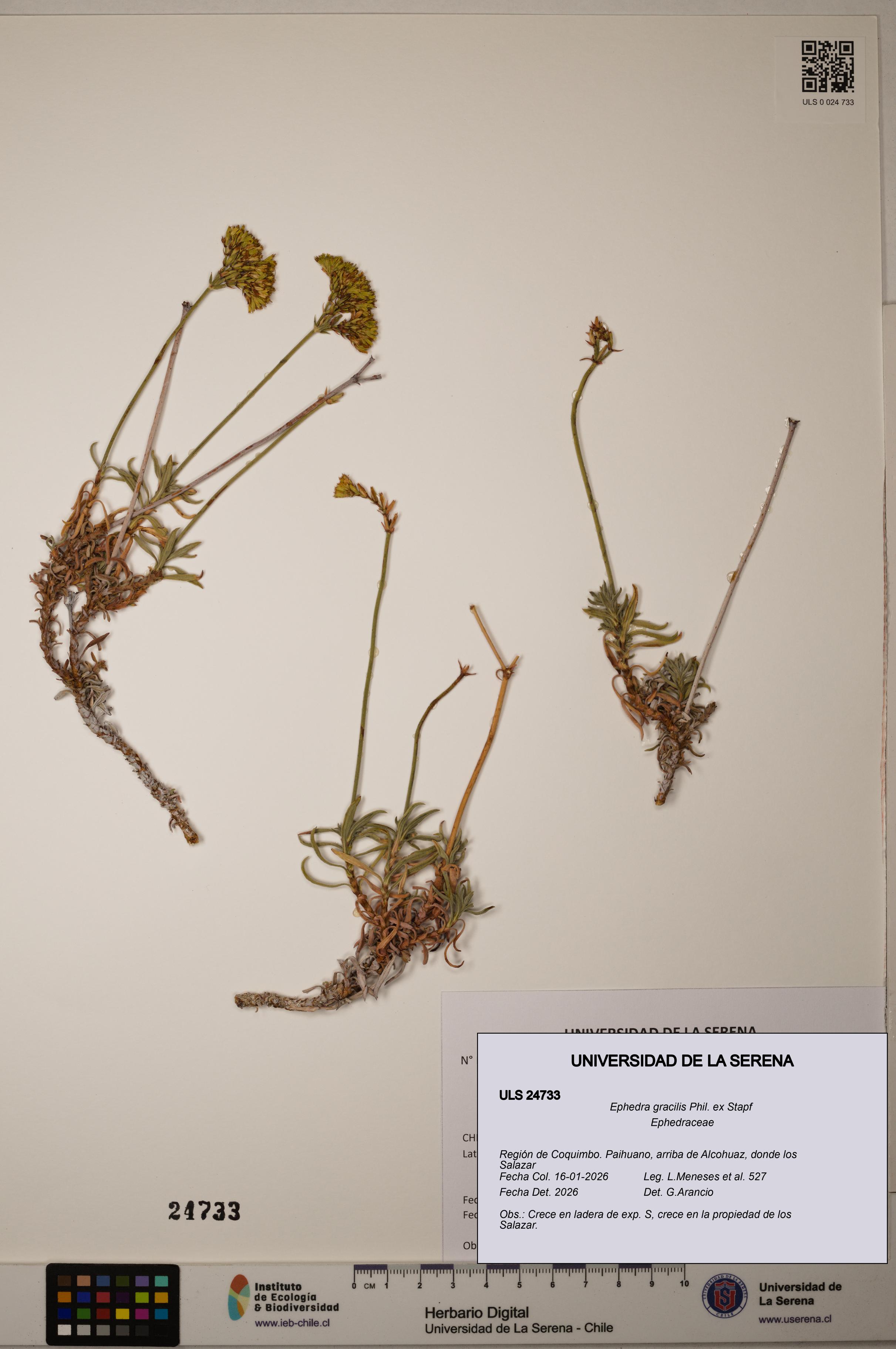 Ephedra gracilis [Espécimen: ]