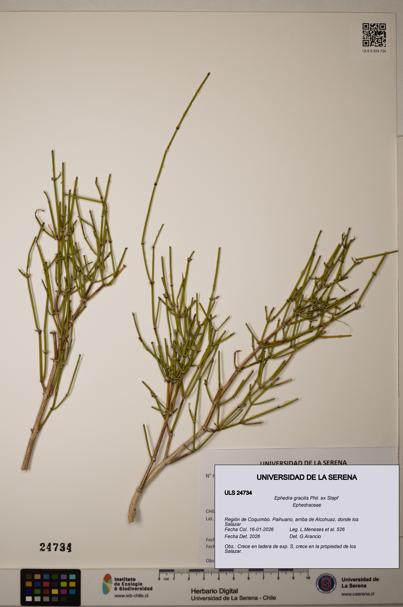 Ephedra gracilis [Espécimen: ]