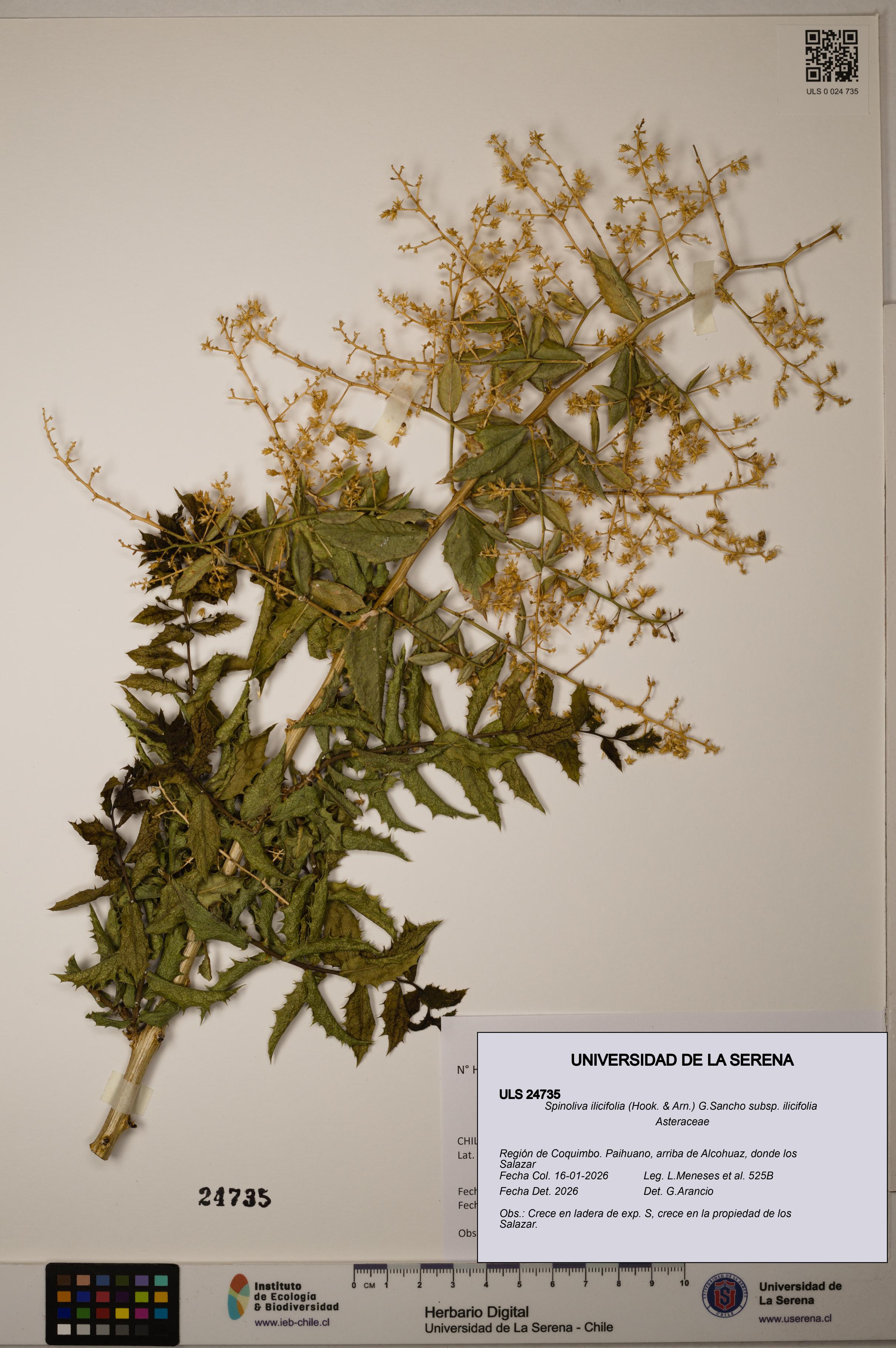 Spinoliva ilicifolia [Espécimen: ]