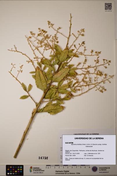 Spinoliva ilicifolia [Espécimen: ]