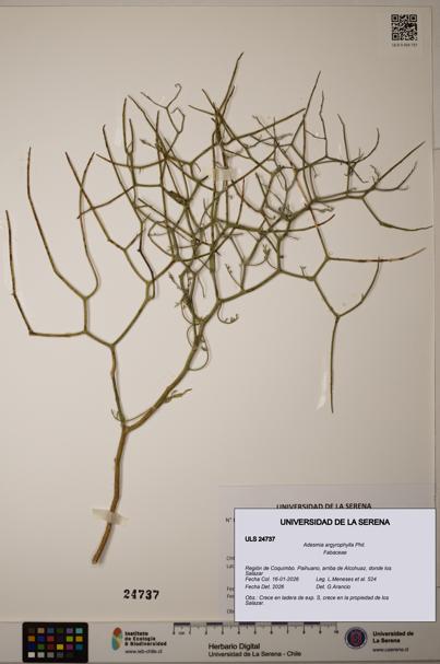 Adesmia argyrophylla [Espécimen: ]