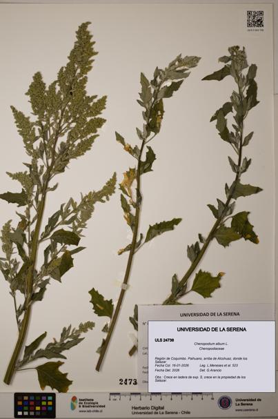 Chenopodium album [Espécimen: ]