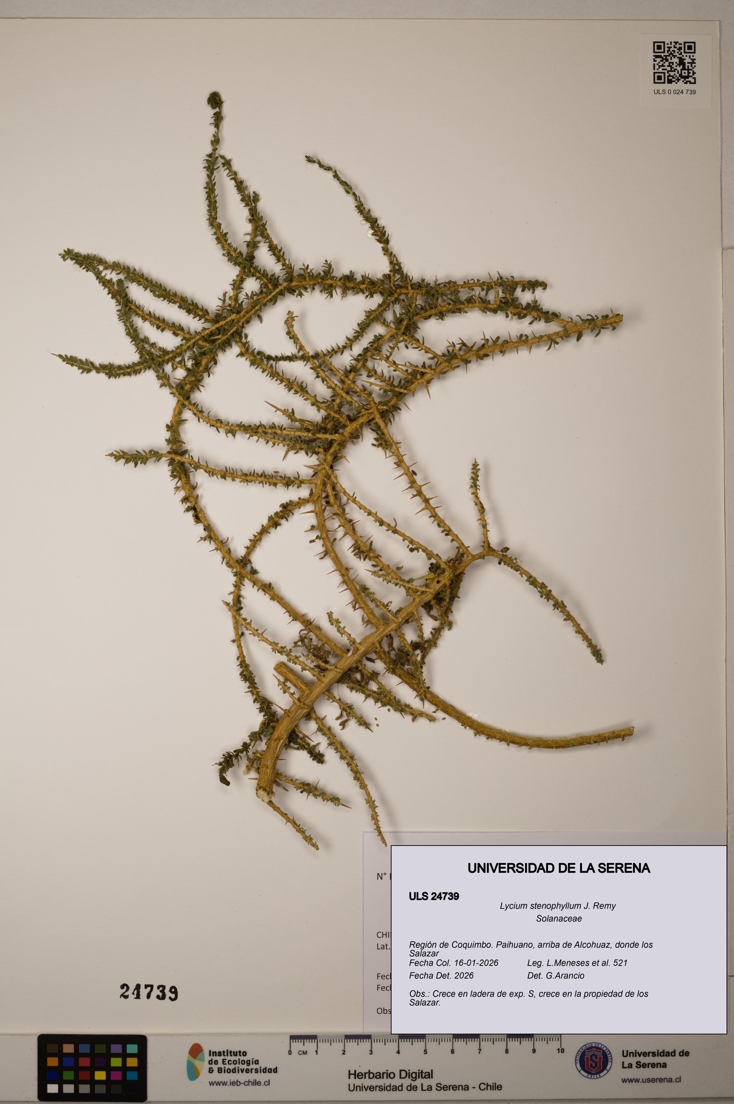 Lycium stenophyllum [Espécimen: ]