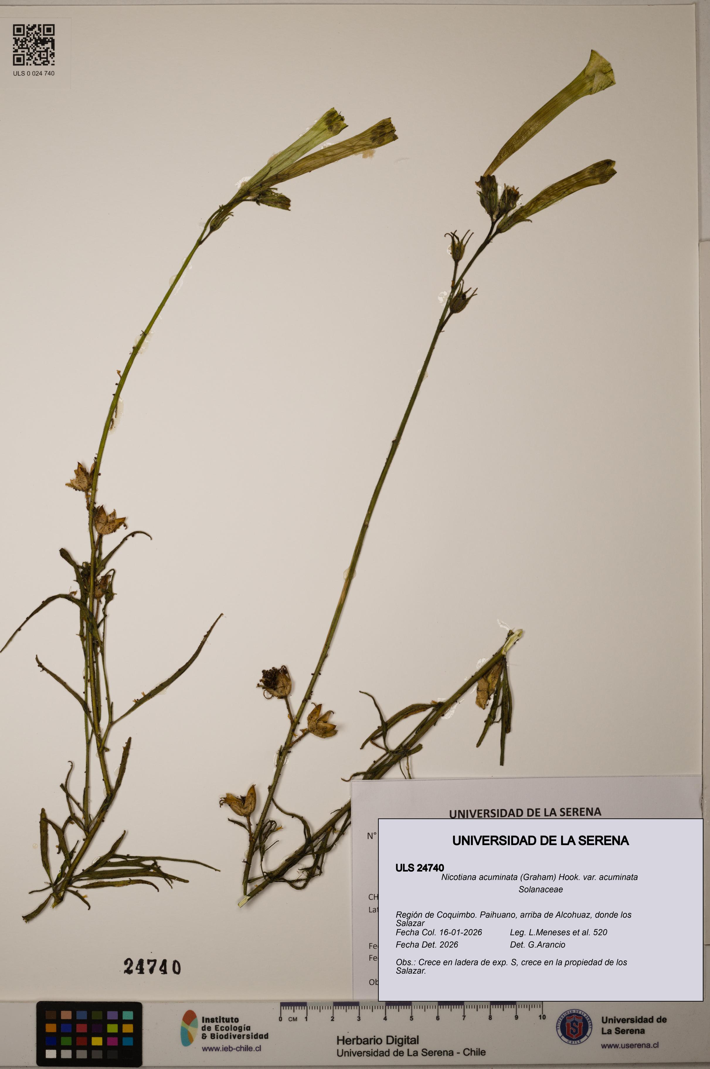 Nicotiana acuminata var. acuminata [Espécimen: ]