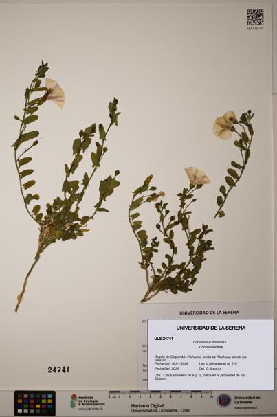 Convolvulus arvensis [Espécimen: ]