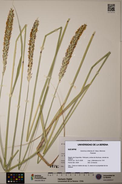 Cenchrus chilensis [Espécimen: ]