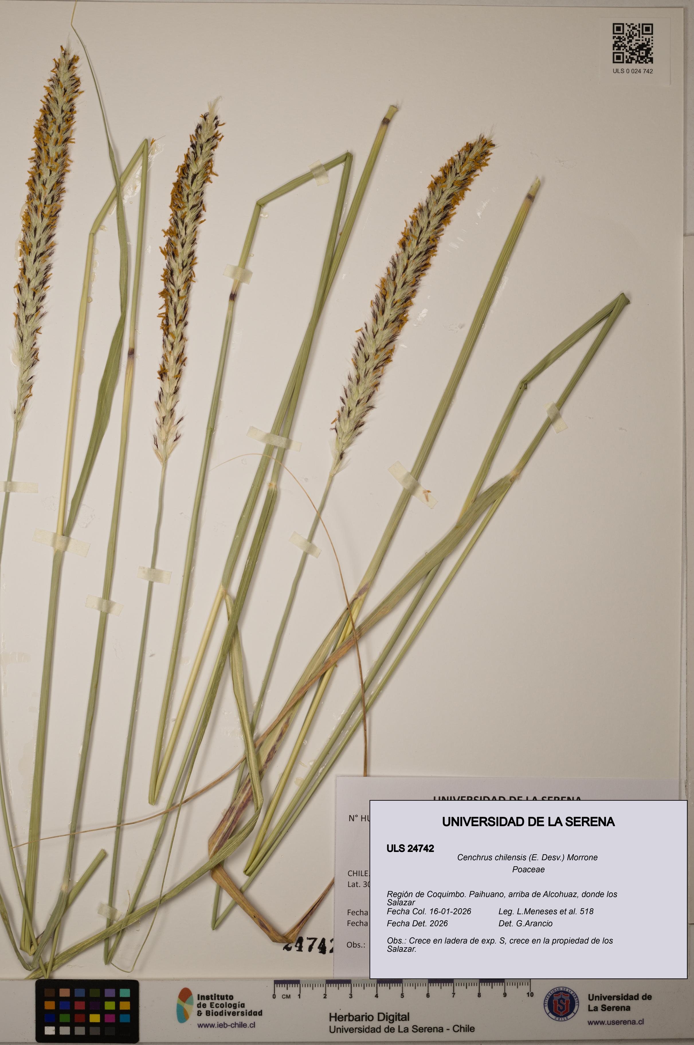 Cenchrus chilensis [Espécimen: ]