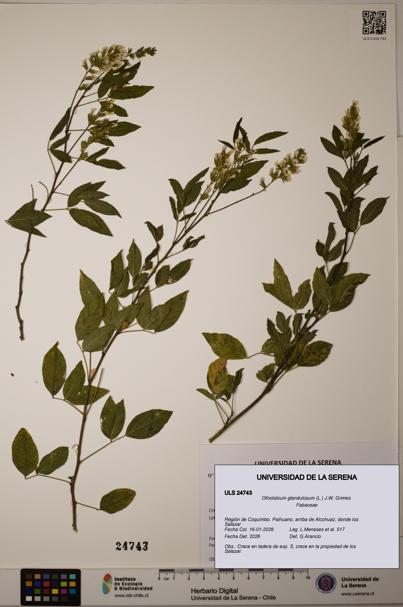 Otholobium glandulosum [Espécimen: ULS:ULS:0024743]