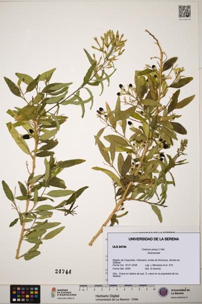 Cestrum parqui [Espécimen: ]