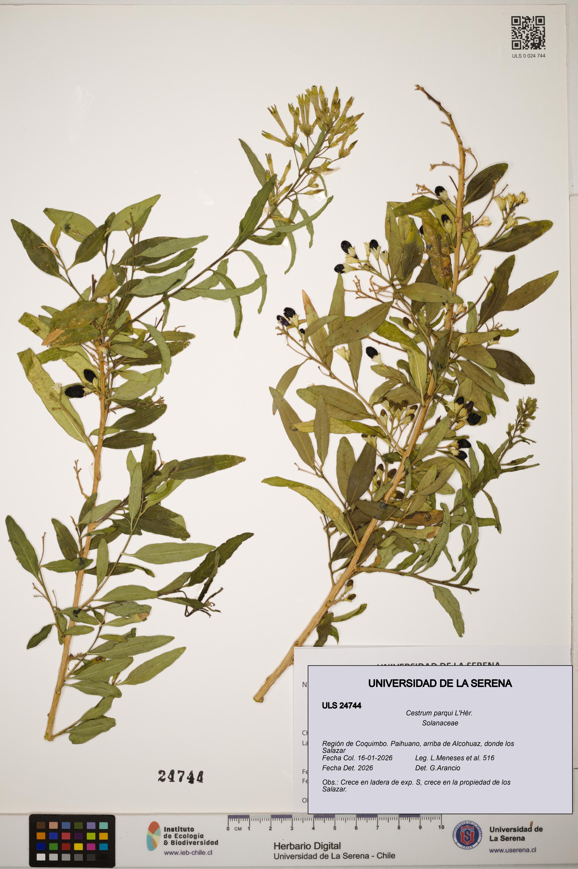 Cestrum parqui [Espécimen: ]