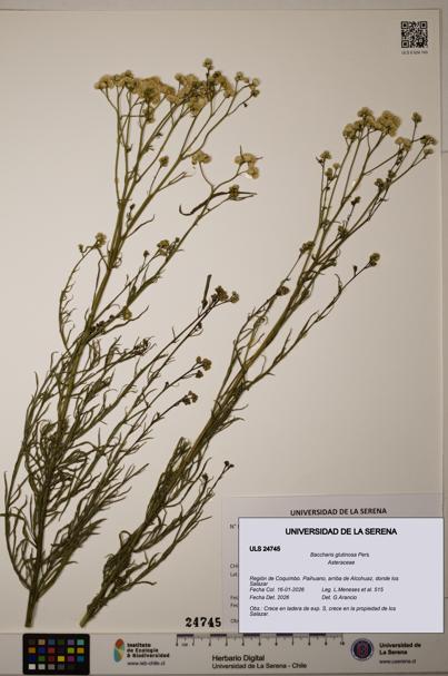 Baccharis glutinosa [Espécimen: ]