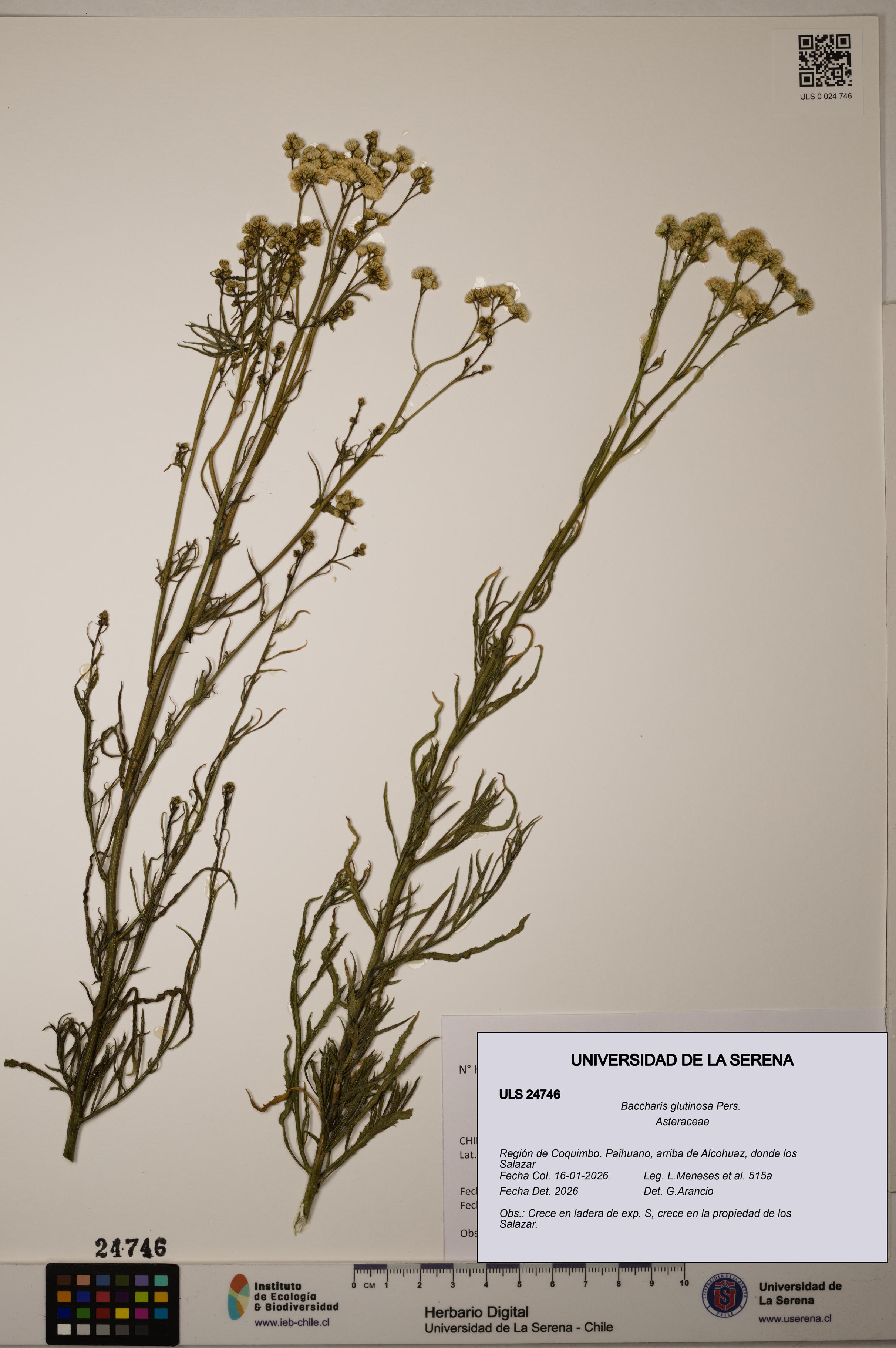 Baccharis glutinosa [Espécimen: ]