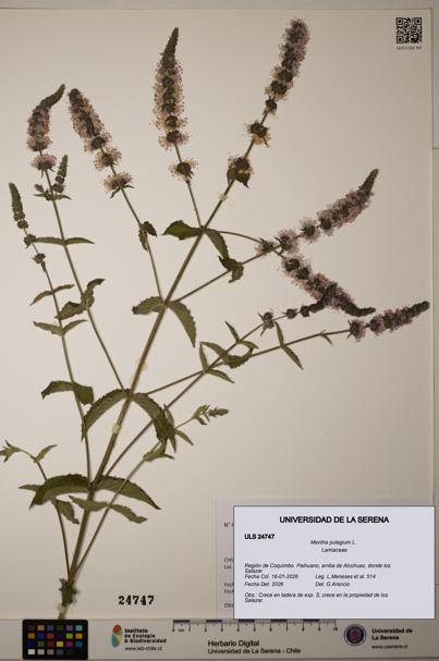 Mentha pulegium [Espécimen: ULS:ULS:0024747]