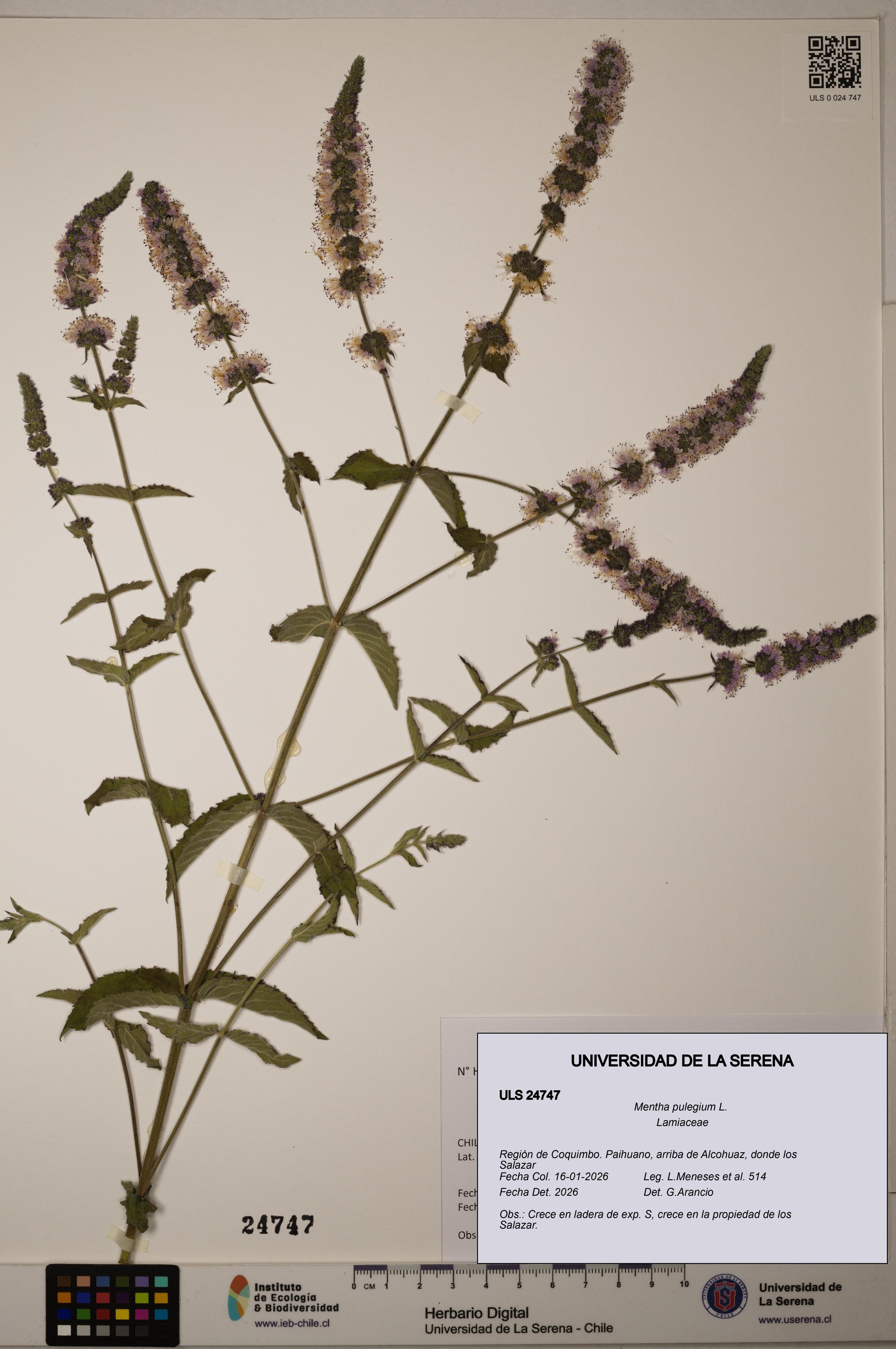 Mentha pulegium [Espécimen: ULS:ULS:0024747]