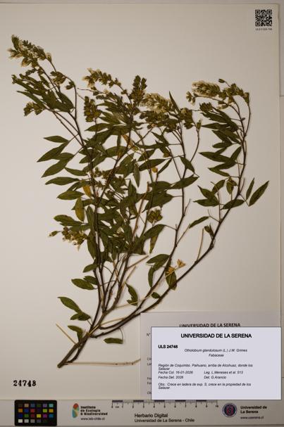 Otholobium glandulosum [Espécimen: ULS:ULS:0024748]