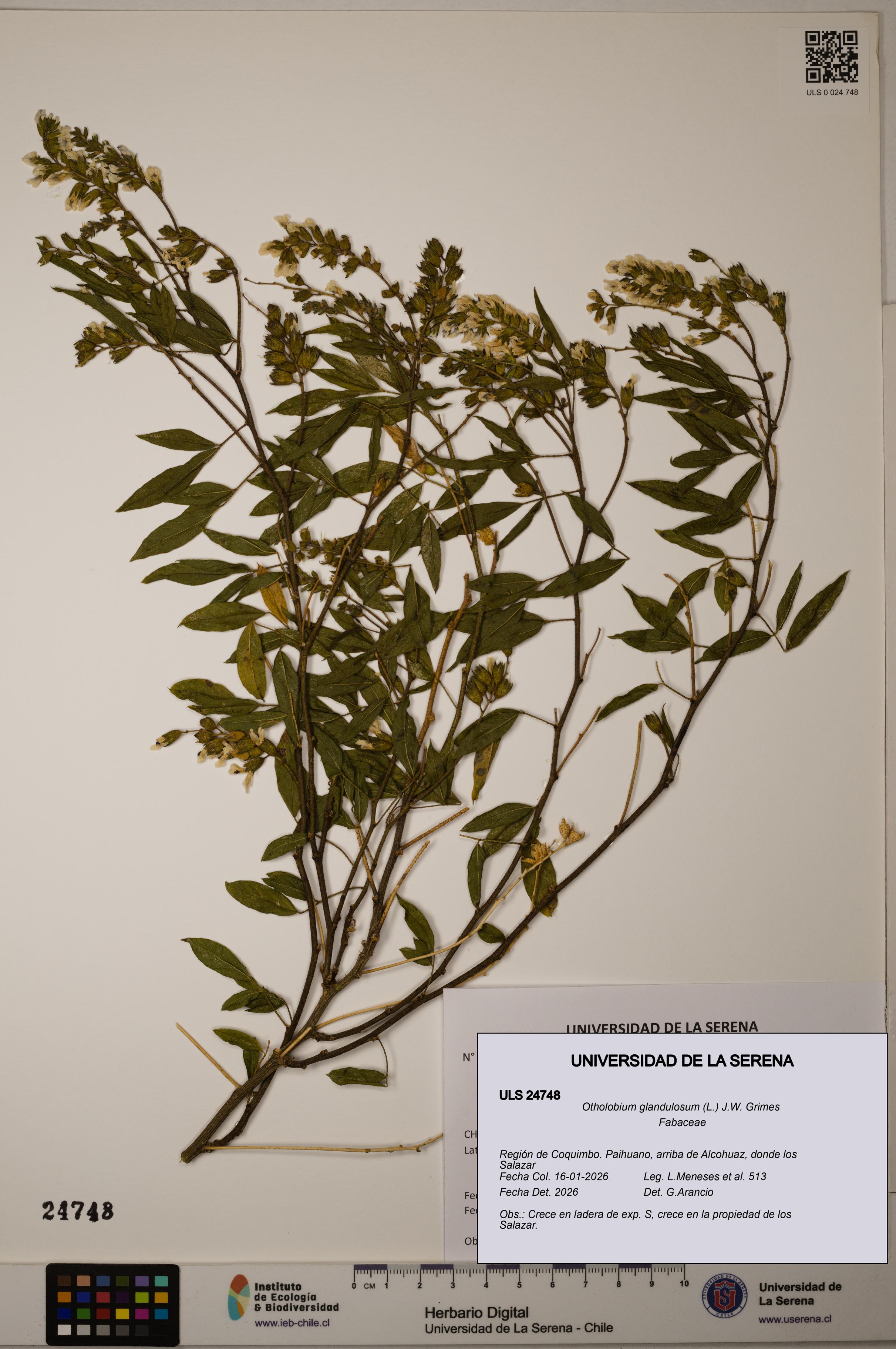 Otholobium glandulosum [Espécimen: ULS:ULS:0024748]