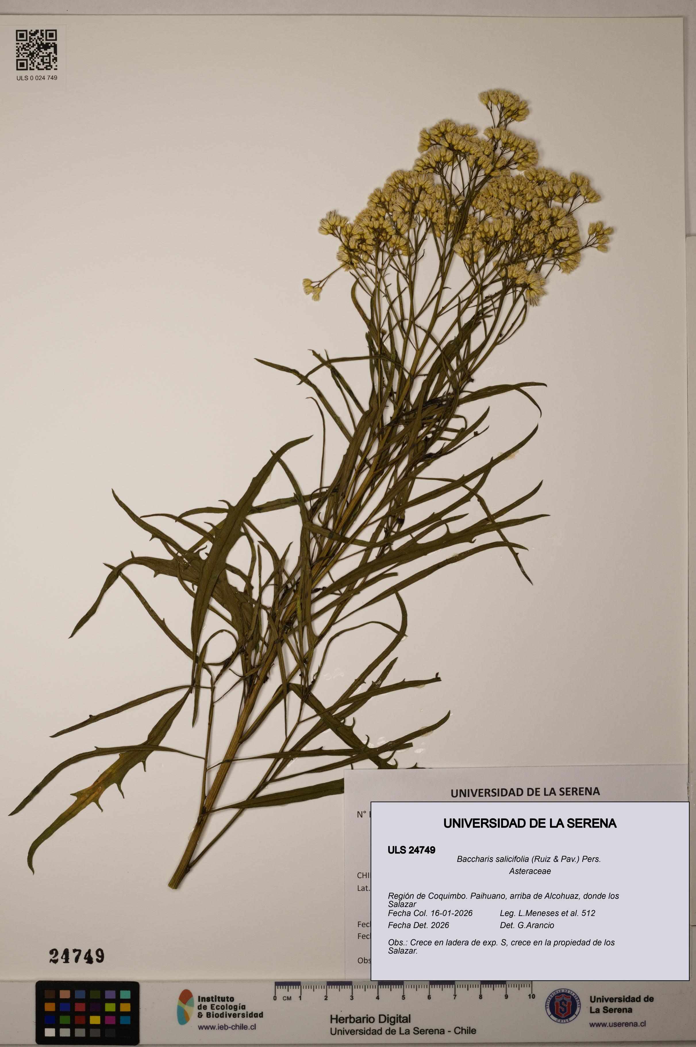 Baccharis salicifolia [Espécimen: ]