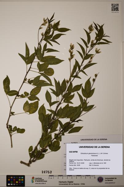 Otholobium glandulosum [Espécimen: ULS:ULS:0024752]