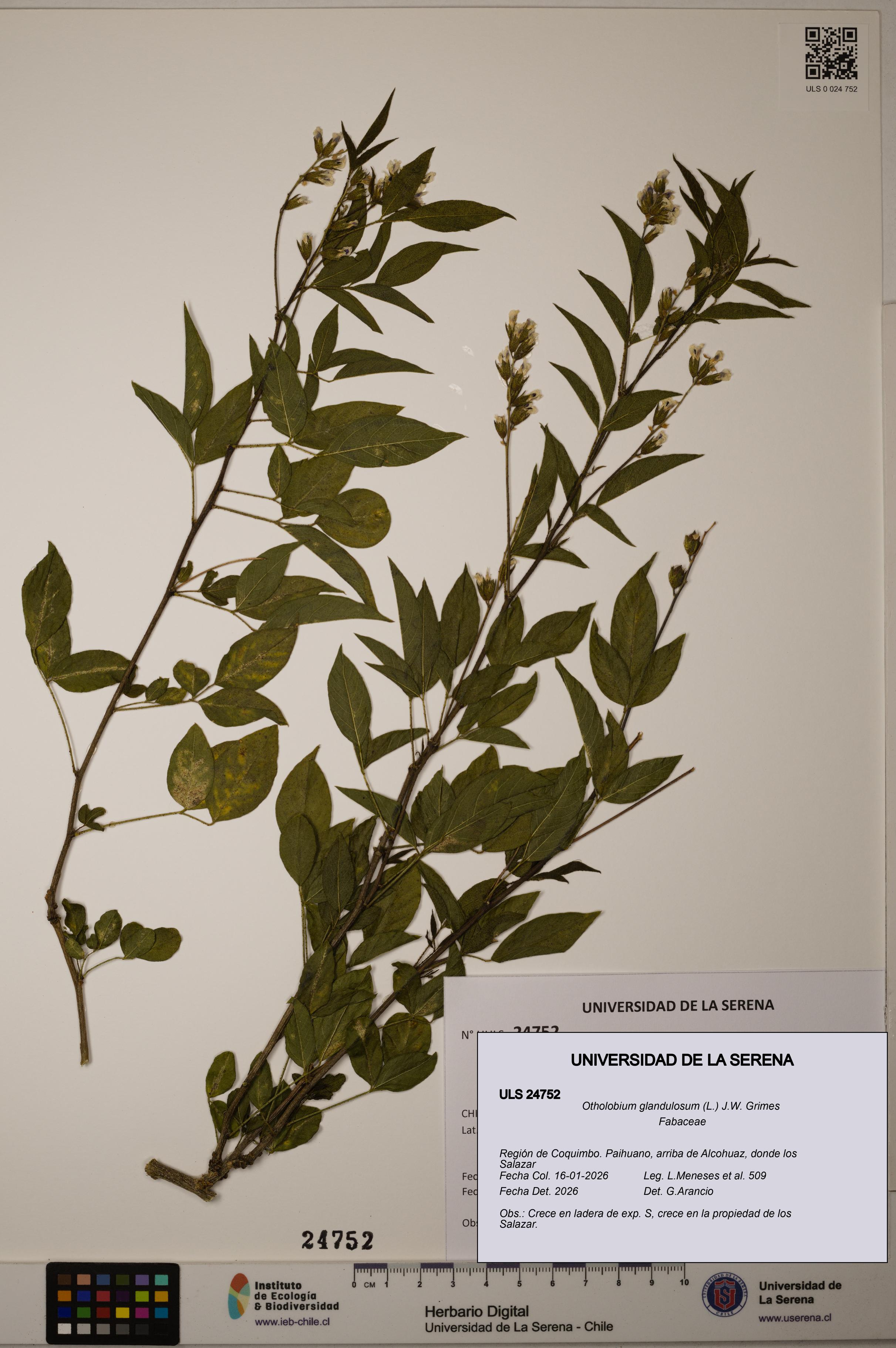 Otholobium glandulosum [Espécimen: ULS:ULS:0024752]