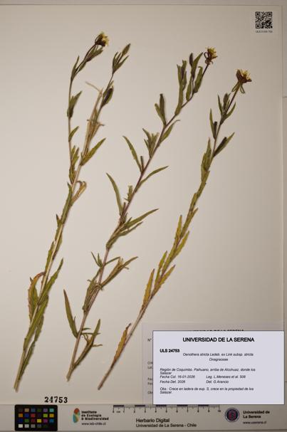 Oenothera stricta subsp. stricta [Espécimen: ]