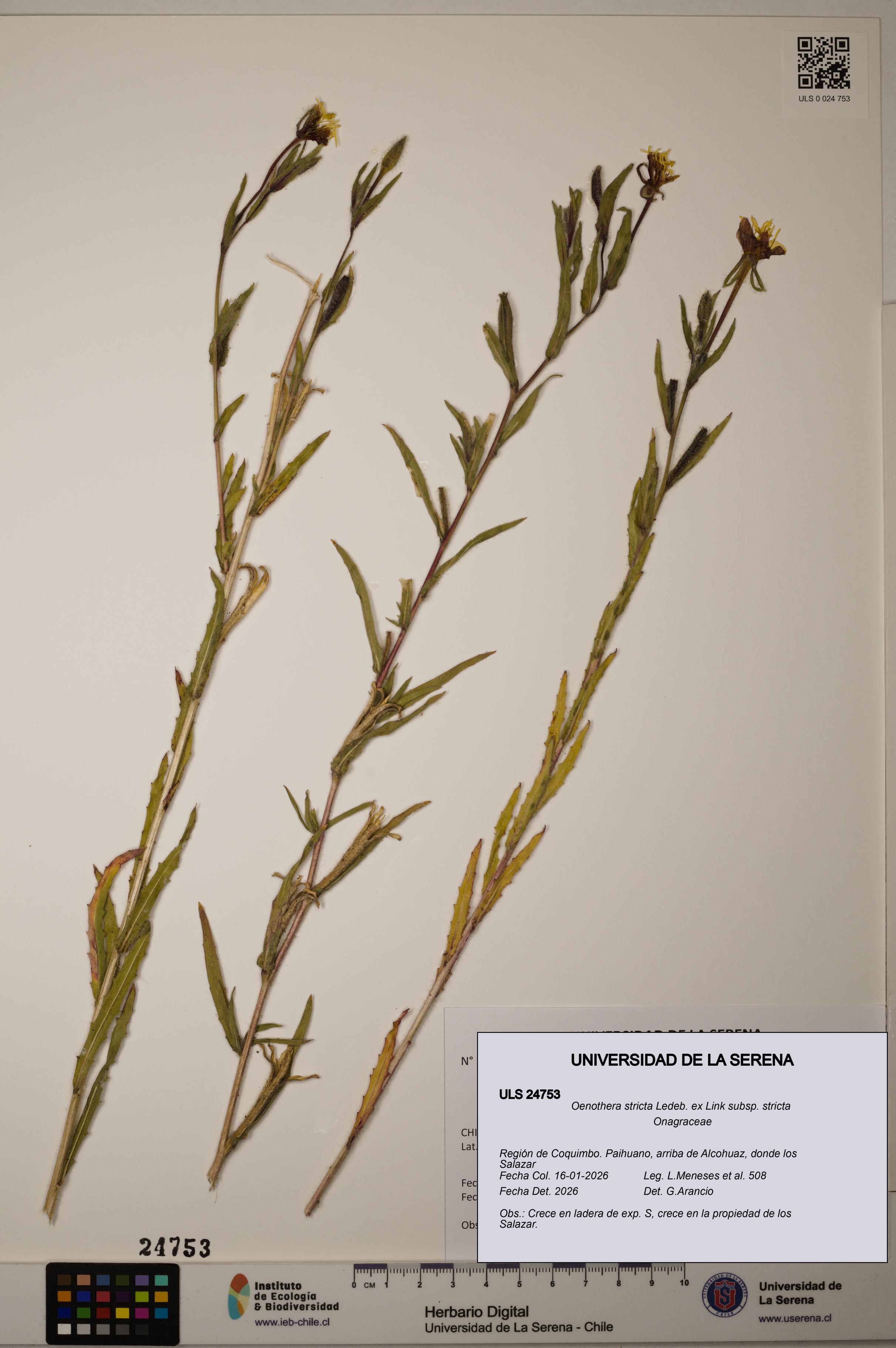 Oenothera stricta subsp. stricta [Espécimen: ]