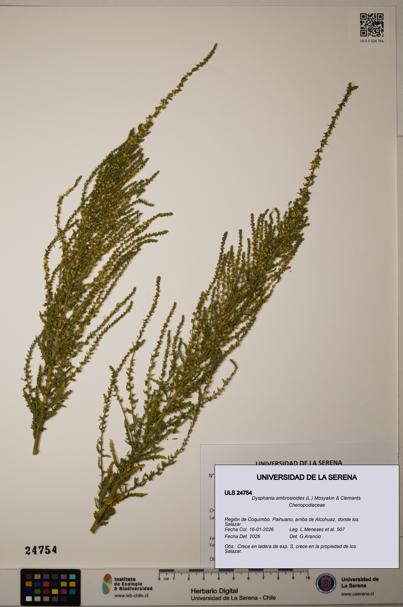 Dysphania ambrosioides [Espécimen: ]