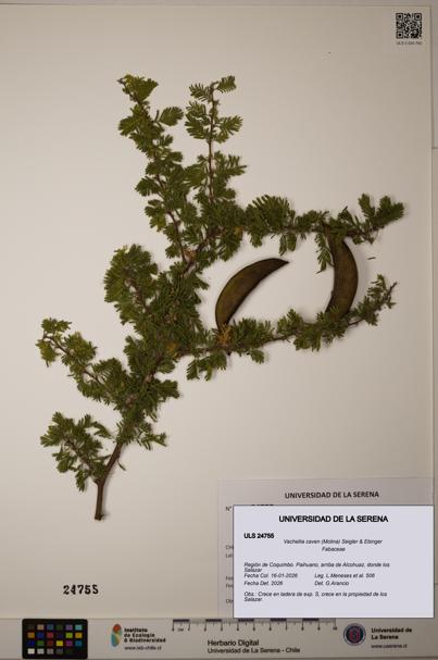 Vachellia caven [Espécimen: ]