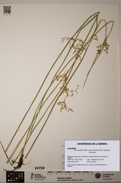 Juncus balticus [Espécimen: ULS:ULS:0024756]