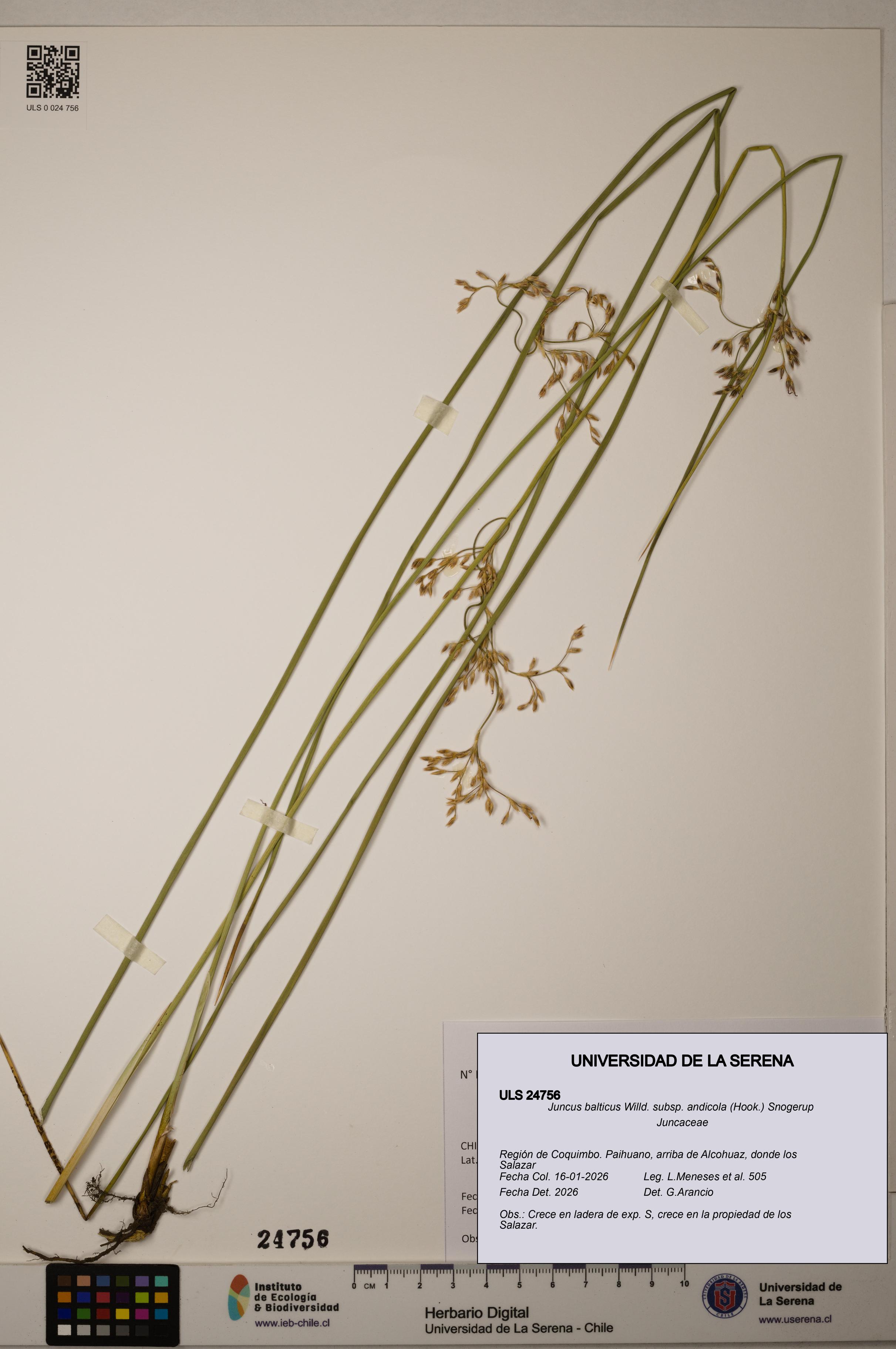 Juncus balticus [Espécimen: ULS:ULS:0024756]