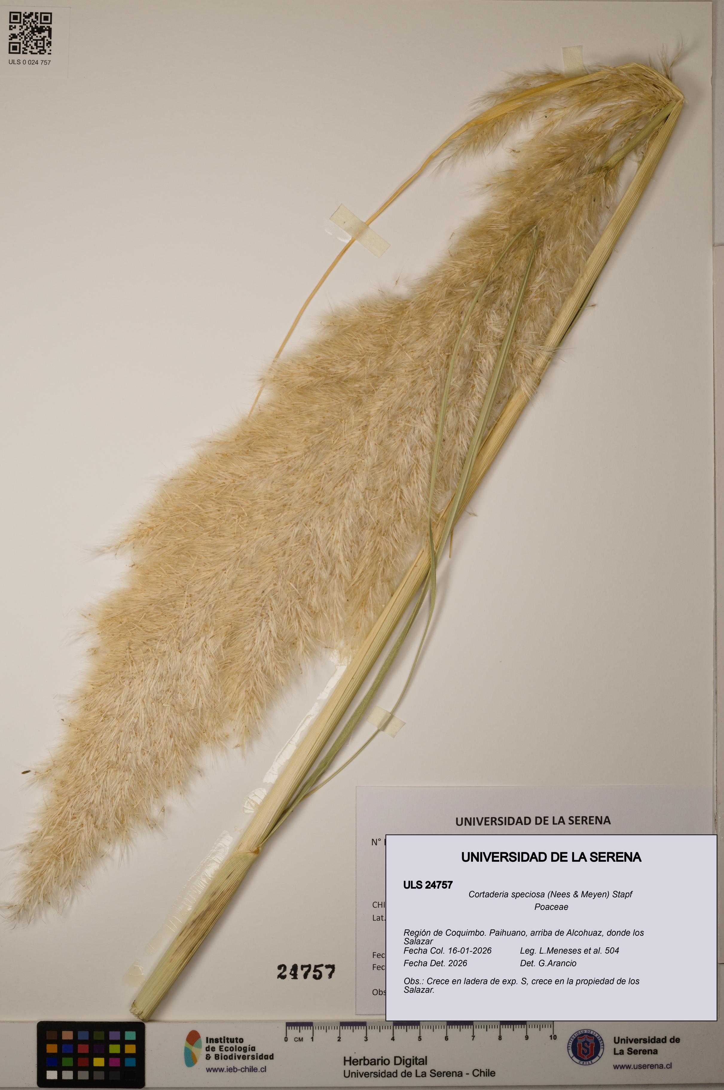 Cortaderia speciosa [Espécimen: ]