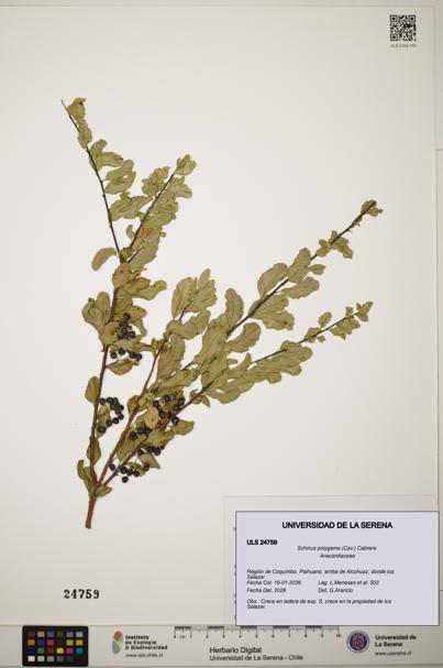 Schinus polygama [Espécimen: ]