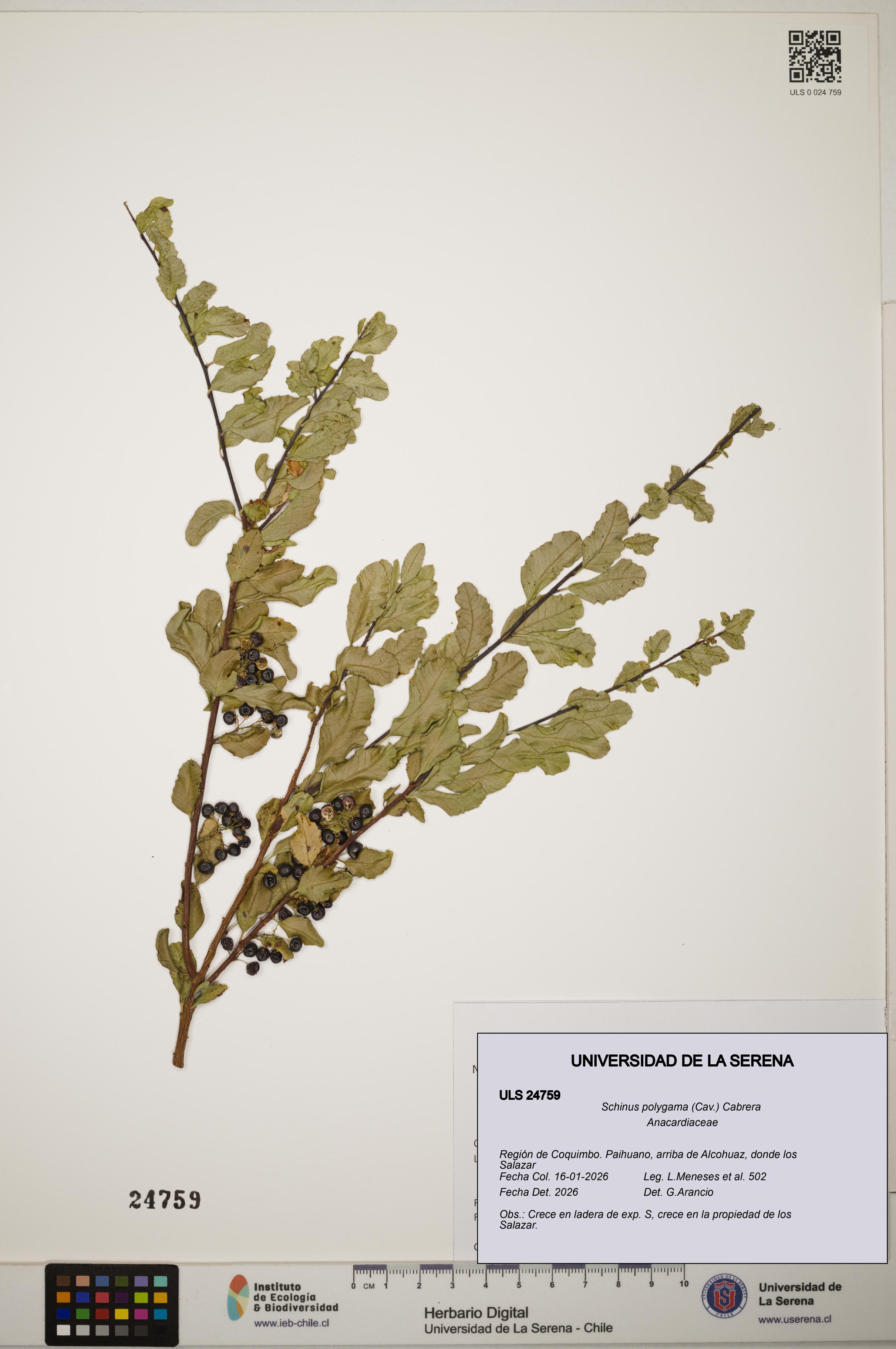 Schinus polygama [Espécimen: ]