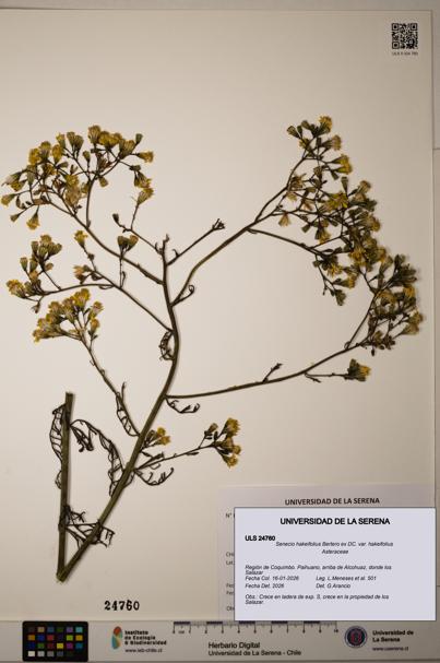 Senecio hakeifolius var. hakeifolius [Espécimen: ]