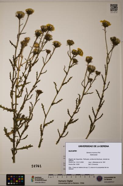 Senecio murinus [Espécimen: ULS:ULS:0024761]