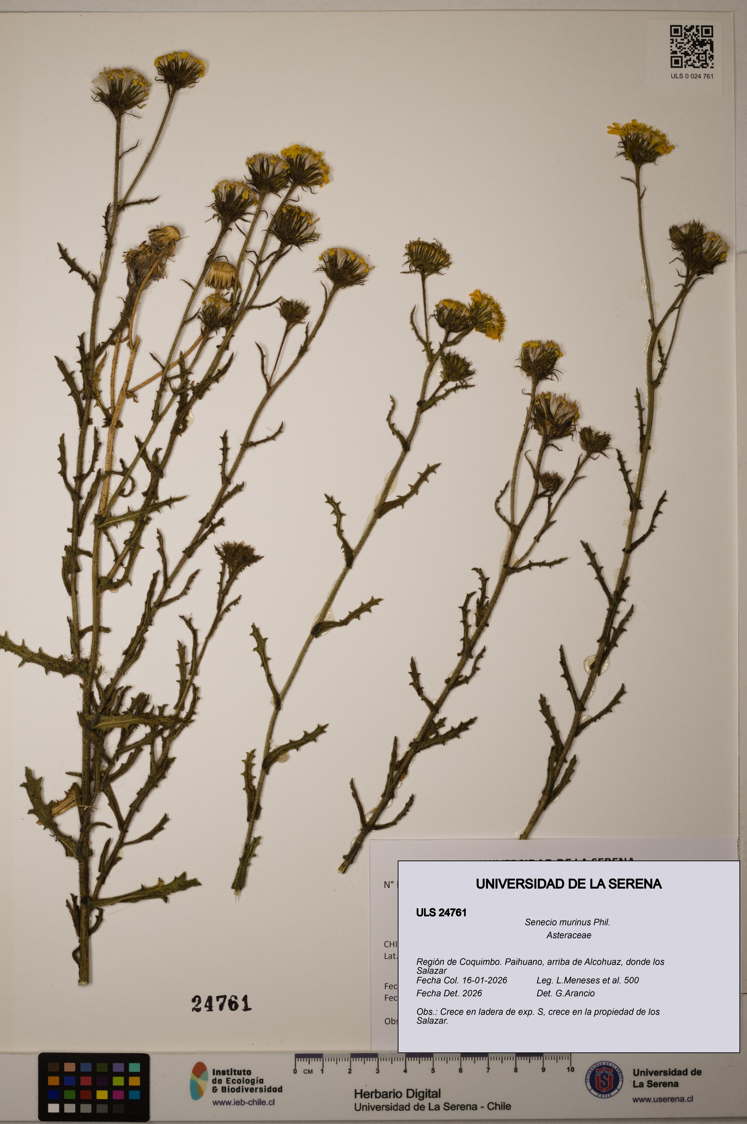 Senecio murinus [Espécimen: ULS:ULS:0024761]