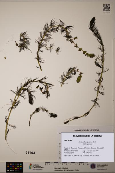 Myriophyllum quitense [Espécimen: ]